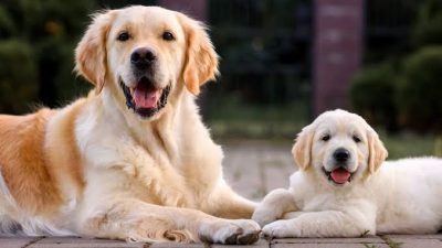 Eğitilmiş köpekler Parkinson hastalığını yüzde 98 doğrulukla tespit etti İngiltere’de yürütülen yeni bir araştırmada, özel olarak eğitilen köpeklerin Parkinson