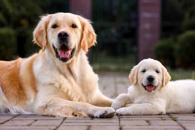 Eğitilmiş köpekler Parkinson hastalığını yüzde 98 doğrulukla tespit etti İngiltere’de yürütülen yeni bir araştırmada, özel olarak eğitilen köpeklerin Parkinson